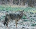 Research indicates coyote predation on deer in East manageable 2