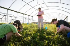 Research offers a reason why diversity in plant species causes higher farming yield, solving 'a bit of a mystery'