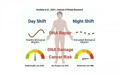 Research offers insights on how night shift work increases cancer risk