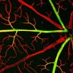 Research on blood vessel proteins holds promise for controlling blood-brain barrier