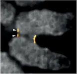 Research on centromere structure yields new insights into the mechanisms of chromosome segregation errors