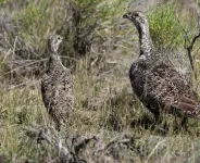 Research questions value of sagebrush control in conserving sage grouse