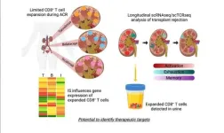 Research reveals novel insights into transplant rejection and new drug development targets