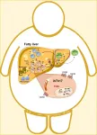 Research reveals potential treatment to prevent obesity-driven liver damage