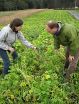 Research reveals true value of cover crops to farmers, environment 2