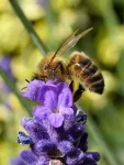 Research reveals why plant diversity is so important for bee diversity