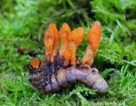 Research shows caterpillar fungus can slow down growth of cancer cells