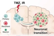 Research shows deadly brain cancer can mimic healthy neurons 2