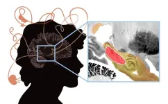 Research spotlight: Mapping lesions that cause psychosis to a human brain circuit and proposed stimulation target