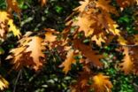 Research suggests autumn is ending later in the northern hemisphere