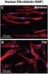 Researchers add a new wrinkle to cell culture 2