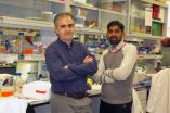 Researchers at IRB discover a key regulator of colon cancer 2