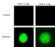 Researchers at UMass Amherst shed light on how tumor cells outwit the body’s immune system