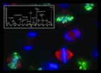 Researchers capture most complete picture of gene expression in cancer cell cycle