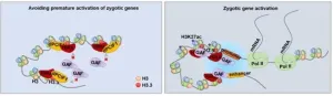 Researchers characterize mechanism for regulating orderly zygotic genome activation in early embryos