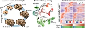 Researchers construct first “multiome” atlas of cell development in the human cerebral cortex from before birth to adulthood