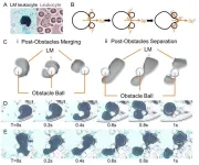 Researchers create chemotaxic biomimetic liquid metallic leukocytes with versatile behavior