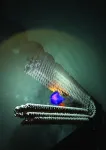 Researchers design a pulsing nanomotor 2