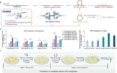 Researchers develop new tools for precise large DNA insertions