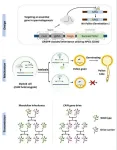 Researchers develop plant gene drive system for enhanced trait inheritance