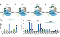 Researchers develop prime editors using Cas12a and circular RNAs in human cells