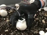 Researchers develop prototype of robotic device to pick, trim button mushrooms