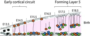 Researchers discover a new embryonic brain circuit 3