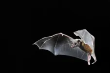 Researchers discover how nerve cells in bat brains respond to their environment and social interactions with other bats