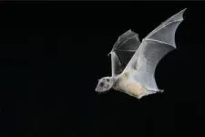Researchers discover how nerve cells in bat brains respond to their environment and social interactions with other bats 2