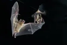Researchers discover how nerve cells in bat brains respond to their environment and social interactions with other bats 3