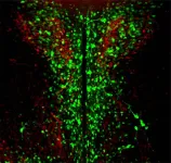 Researchers discover how opsin 3, a light-sensitive brain protein, regulates food consumption in mice