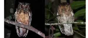 Researchers discover new species of South American screech owls