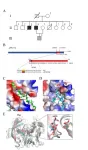 Researchers discover novel Shanghai APP mutation in late-onset Alzheimers disease, offering new avenues for treatment