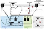 Researchers explore PKC role in lung disease 