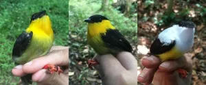 Researchers find genetic stability in a long-term Panamanian hybrid zone of manakins