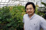 Researchers find mechanism that gives plants balance