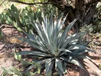 Researchers find pre-Columbian agave plants persisting in Arizona landscapes