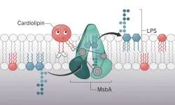 Researchers find target to fight antibiotic resistance