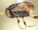 Researchers find unique fore wing folding among Sub-Saharan African Ensign wasps