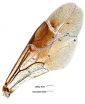 Researchers find unique fore wing folding among Sub-Saharan African Ensign wasps 2