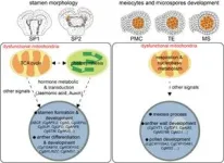 Researchers find weaker immune response to viral infections in children with mitochondrial disorders 2