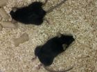 Researchers generate a mutant mouse model useful in the treatment of neuromuscular diseases