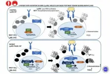 Researchers identify a new molecular mechanism related to severe anaphylaxis