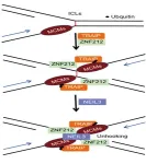 Researchers identify key protein that promotes DNA repair and prevent cancer 2