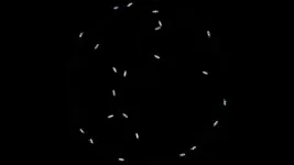 Researchers identify neurons that guide flies upwind