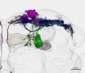 Researchers identify neurons that guide flies upwind 2