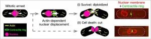 Researchers identify rescue mechanism that helps cells survive malfunctioning split