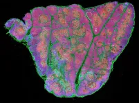 Researchers identify stem cells in the thymus for the first time