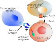 Researchers identify ‘switch’ to activate cancer cell death