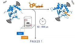 Researchers investigate structural changes in snap-frozen proteins